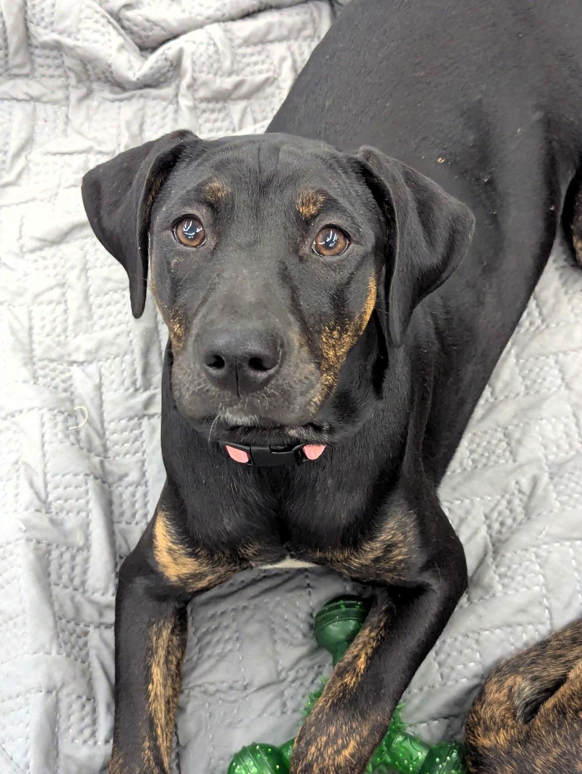 Enlarge Nell, an adoptable mixed breed in Milner, GA image 2/3