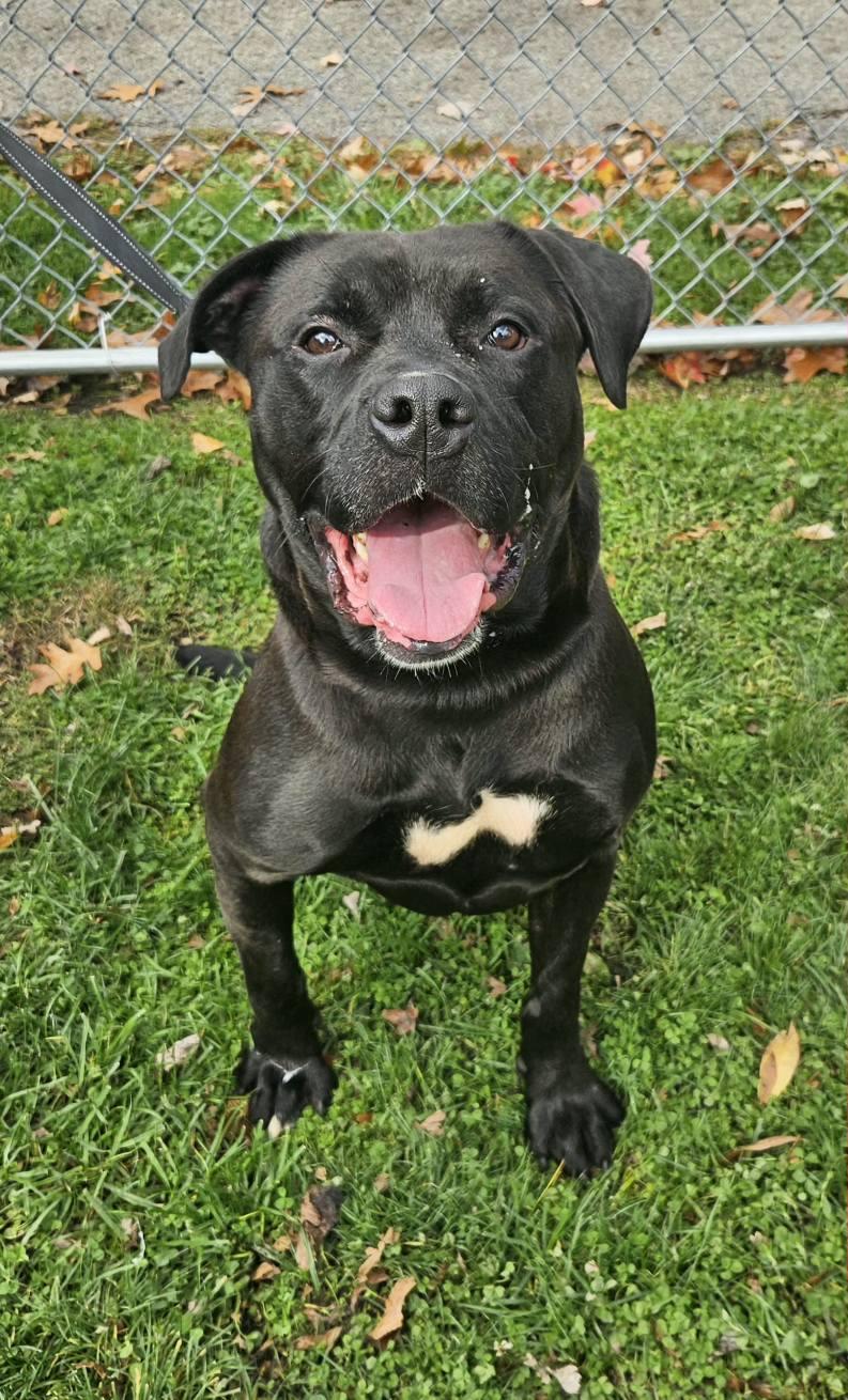 Enlarge Ernie, a ADOPTABLE mixed breed in New Castle, PA image 2/6