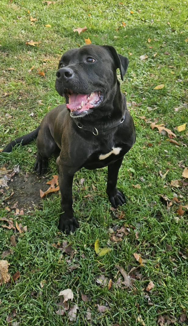 Enlarge Ernie, a ADOPTABLE mixed breed in New Castle, PA image 3/6