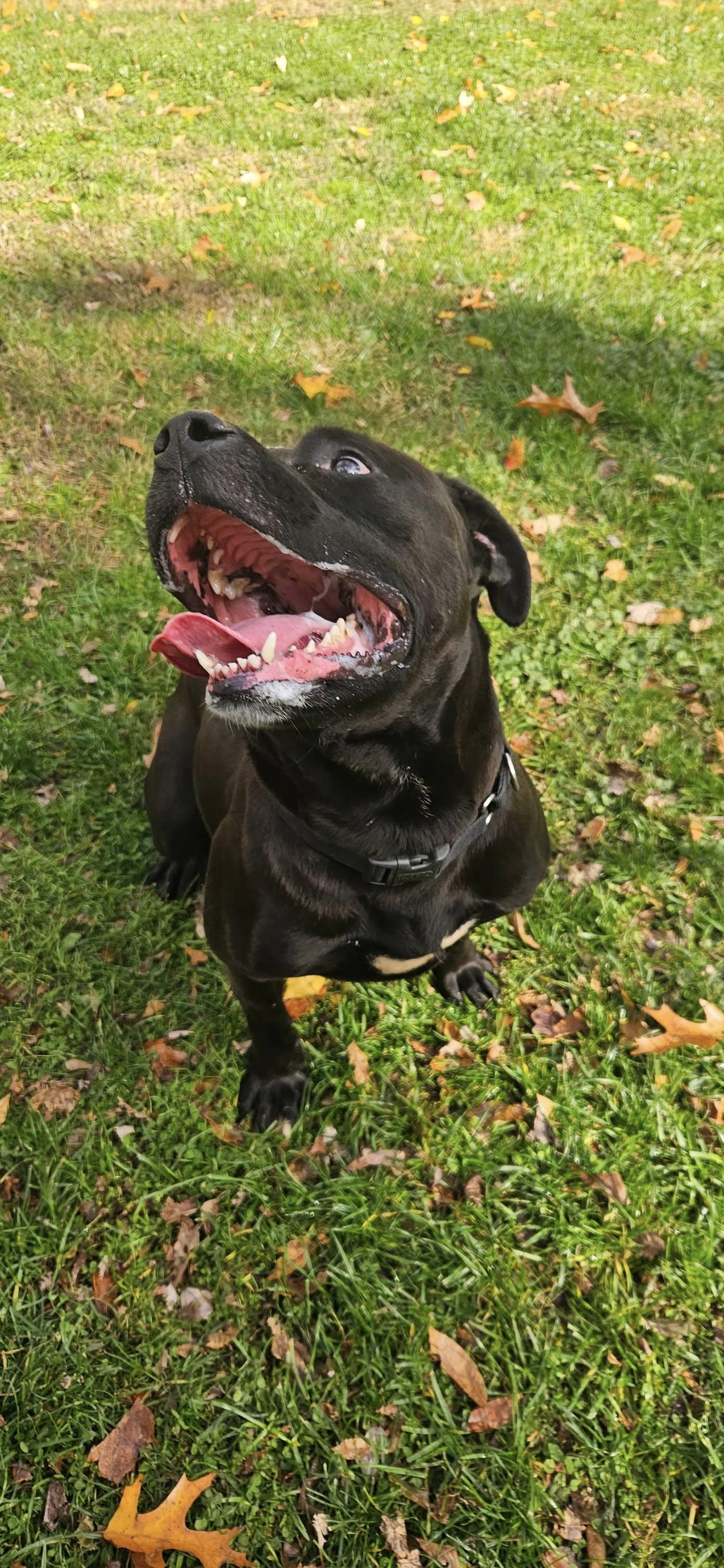 Enlarge Ernie, a ADOPTABLE mixed breed in New Castle, PA image 4/6