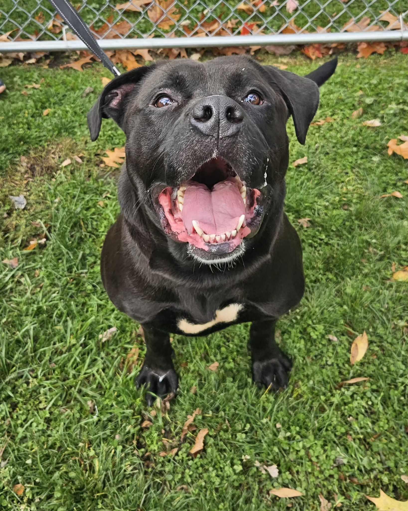 Ernie, ADOPTABLE, Adult Male Pit Bull Terrier & Mastiff.