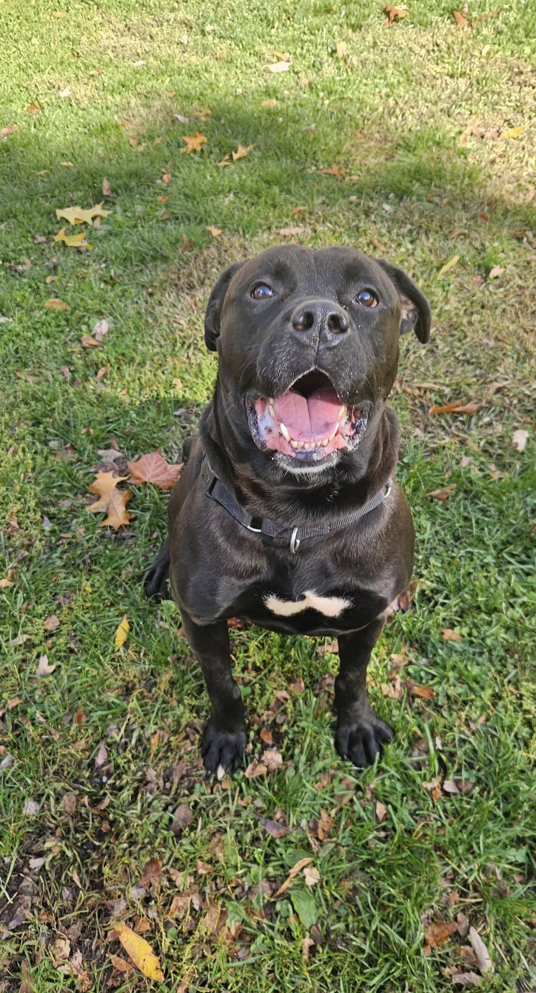 Enlarge Ernie, a ADOPTABLE mixed breed in New Castle, PA image 5/6