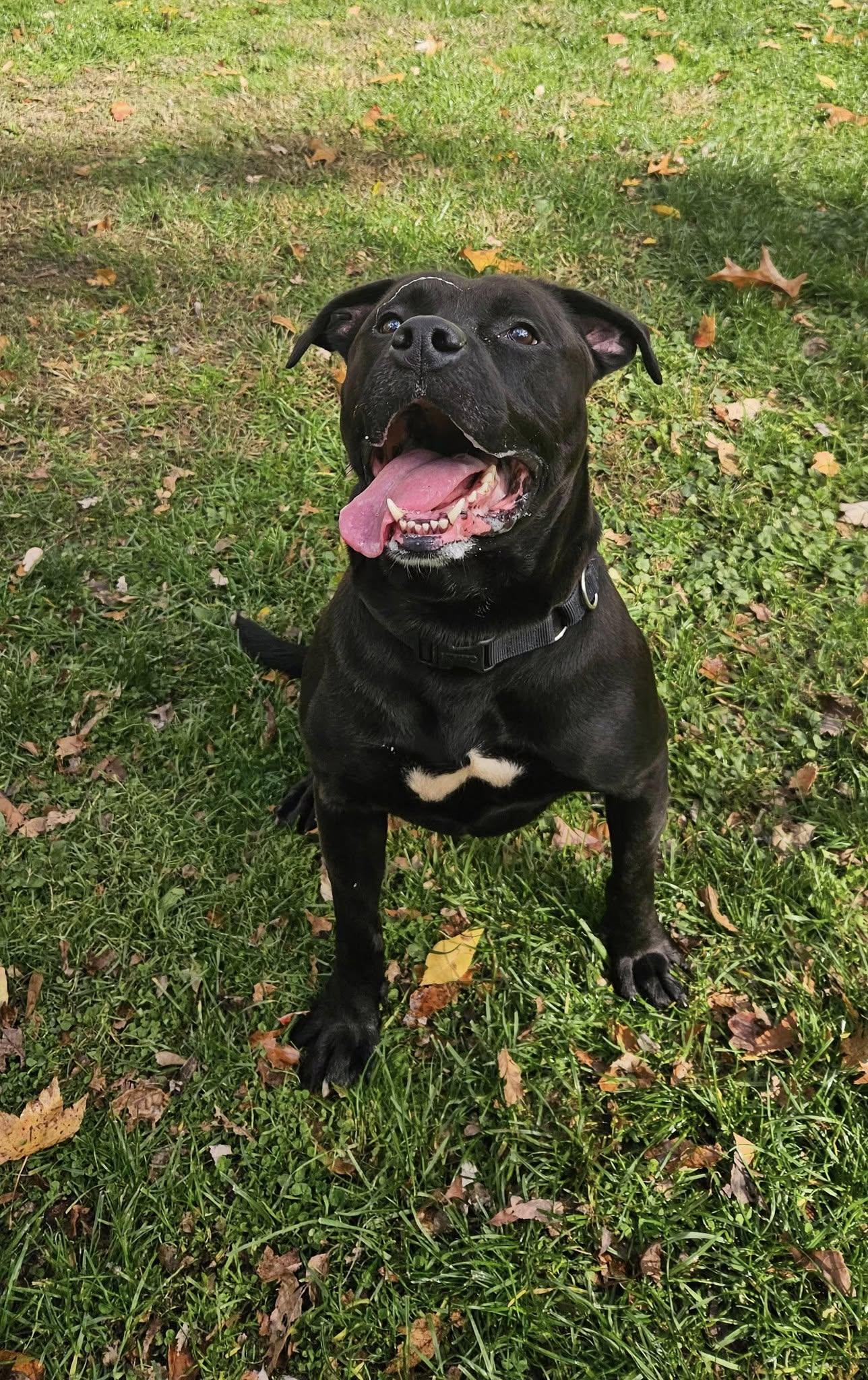 Enlarge Ernie, a ADOPTABLE mixed breed in New Castle, PA image 6/6