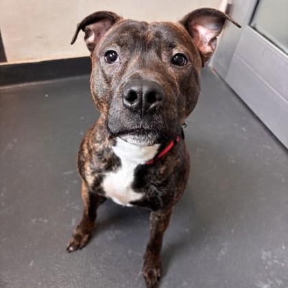 Enlarge Benny, a ADOPTABLE mixed breed in Ithaca, NY image 3/3