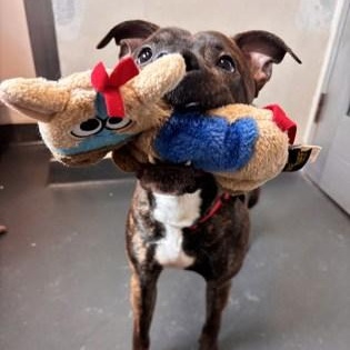 Enlarge Benny, a ADOPTABLE mixed breed in Ithaca, NY image 2/3