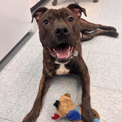 Enlarge Benny, a ADOPTABLE mixed breed in Ithaca, NY image 1/3