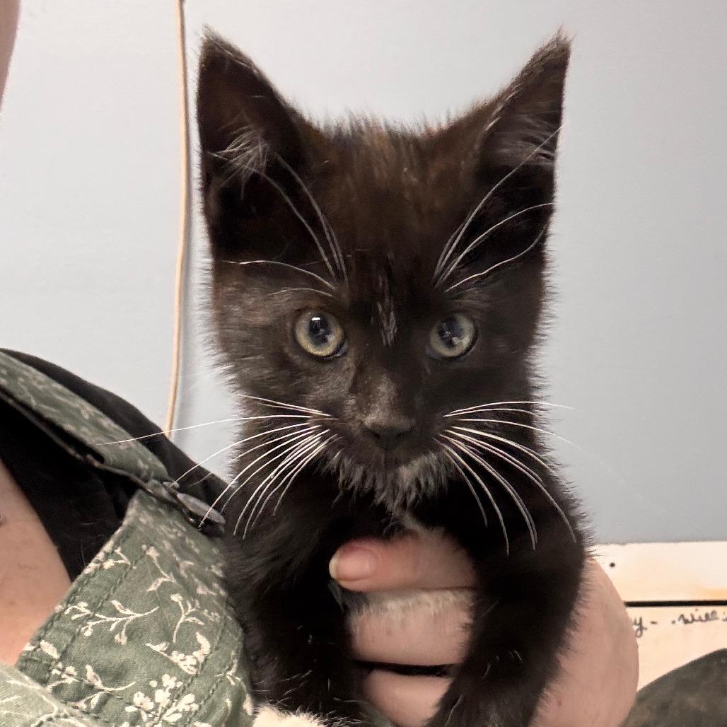 Enlarge Micah, a Adoptable Domestic Short Hair in Marion, VA image 1/1
