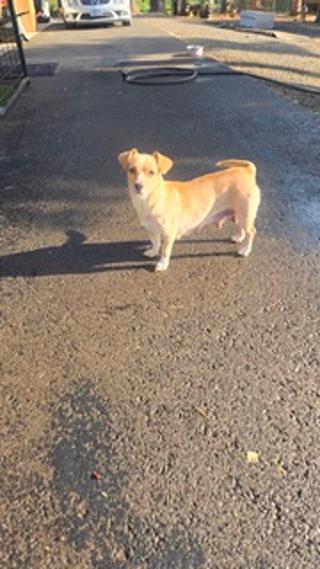 Rhonnie, a ADOPTABLE mixed breed in Amity, OR image 6/6