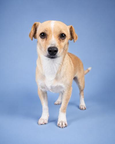 Enlarge Rhonnie, a Adoptable mixed breed in Amity, OR image 1/6