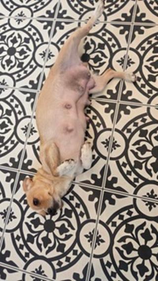 Rhonnie, a ADOPTABLE mixed breed in Amity, OR image 4/6
