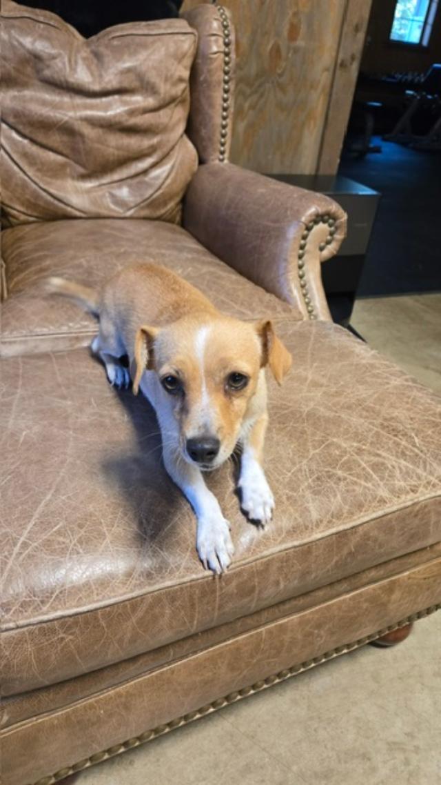 Rhonnie, a ADOPTABLE mixed breed in Amity, OR image 5/6