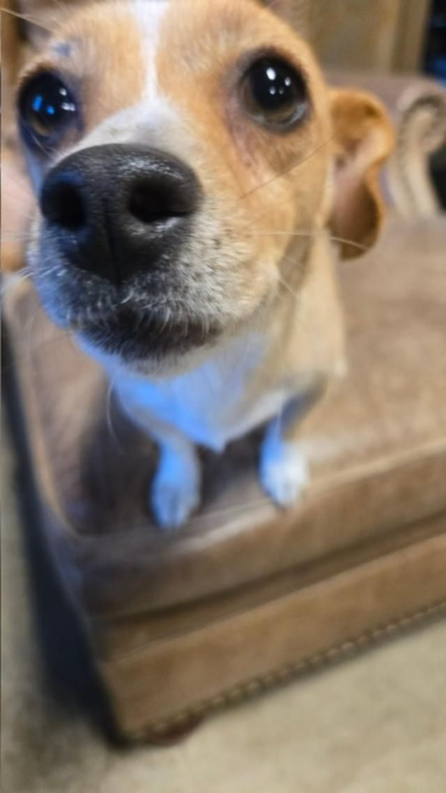 Rhonnie, ADOPTABLE, Young Female Chihuahua.
