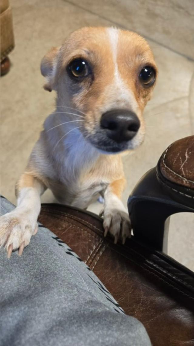 Rhonnie, a ADOPTABLE mixed breed in Amity, OR image 3/6