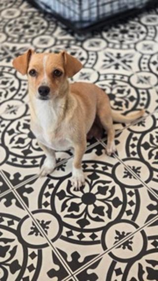 Rhonnie, a ADOPTABLE mixed breed in Amity, OR image 2/6