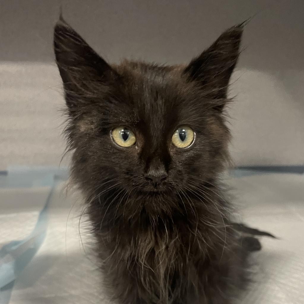 Enlarge Pebbles, a Adoptable Domestic Medium Hair in Sheridan, WY image 1/1
