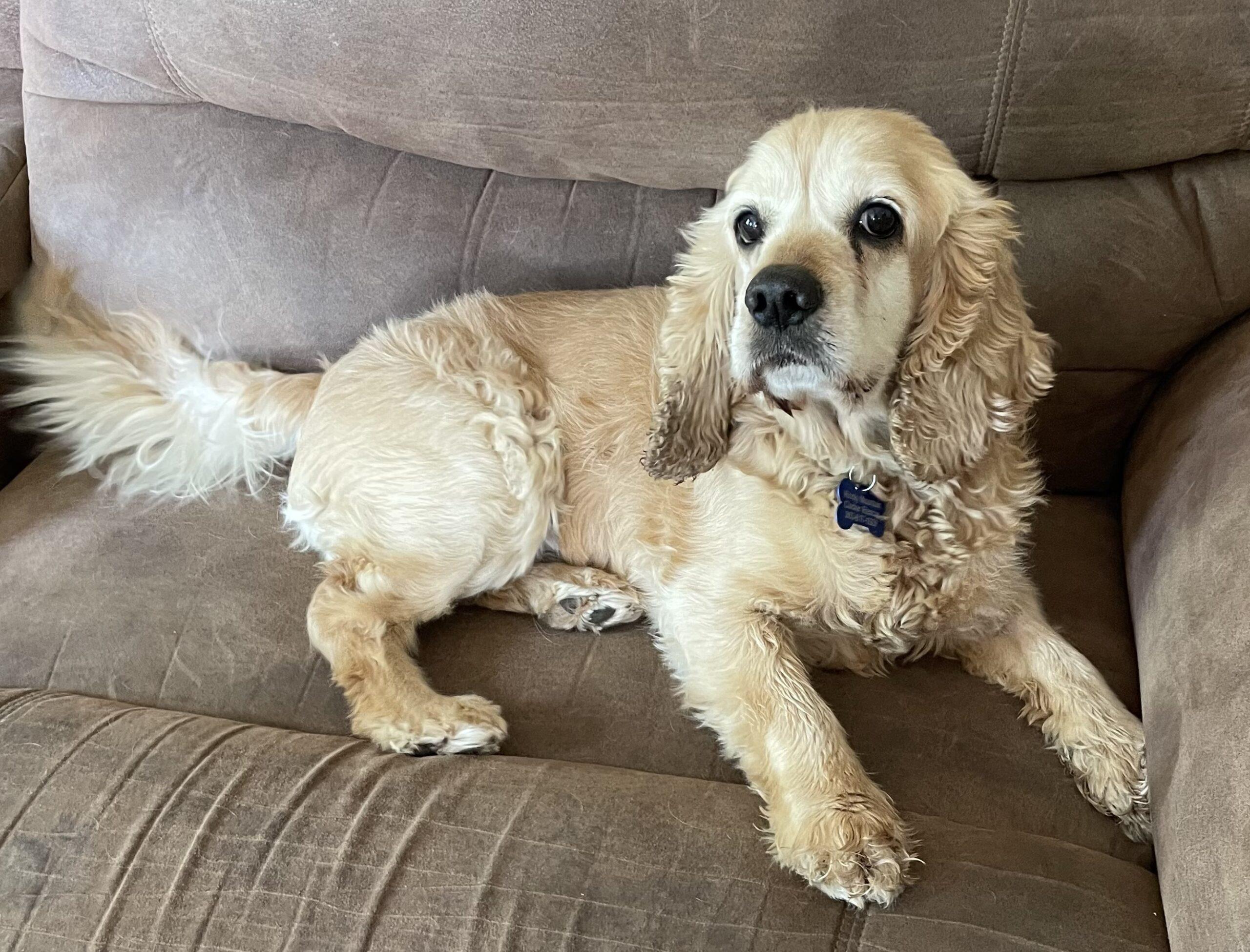 Milo N 24060, Adoptable, Senior Male Cocker Spaniel.