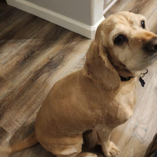 Enlarge Milo N 24060, a Adoptable Cocker Spaniel in Parker, CO image 1/4