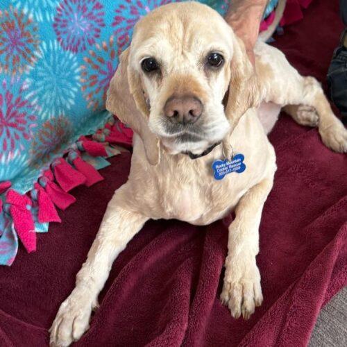 Enlarge Milo N 24060, a Adoptable Cocker Spaniel in Parker, CO image 3/4