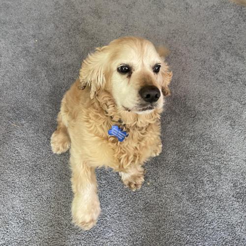 Enlarge Milo N 24060, a Adoptable Cocker Spaniel in Parker, CO image 4/4