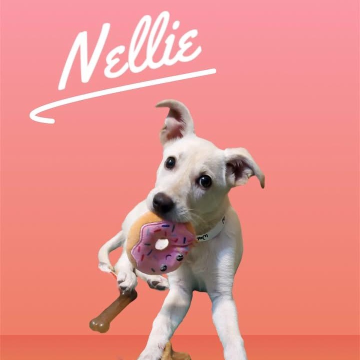 Nellie