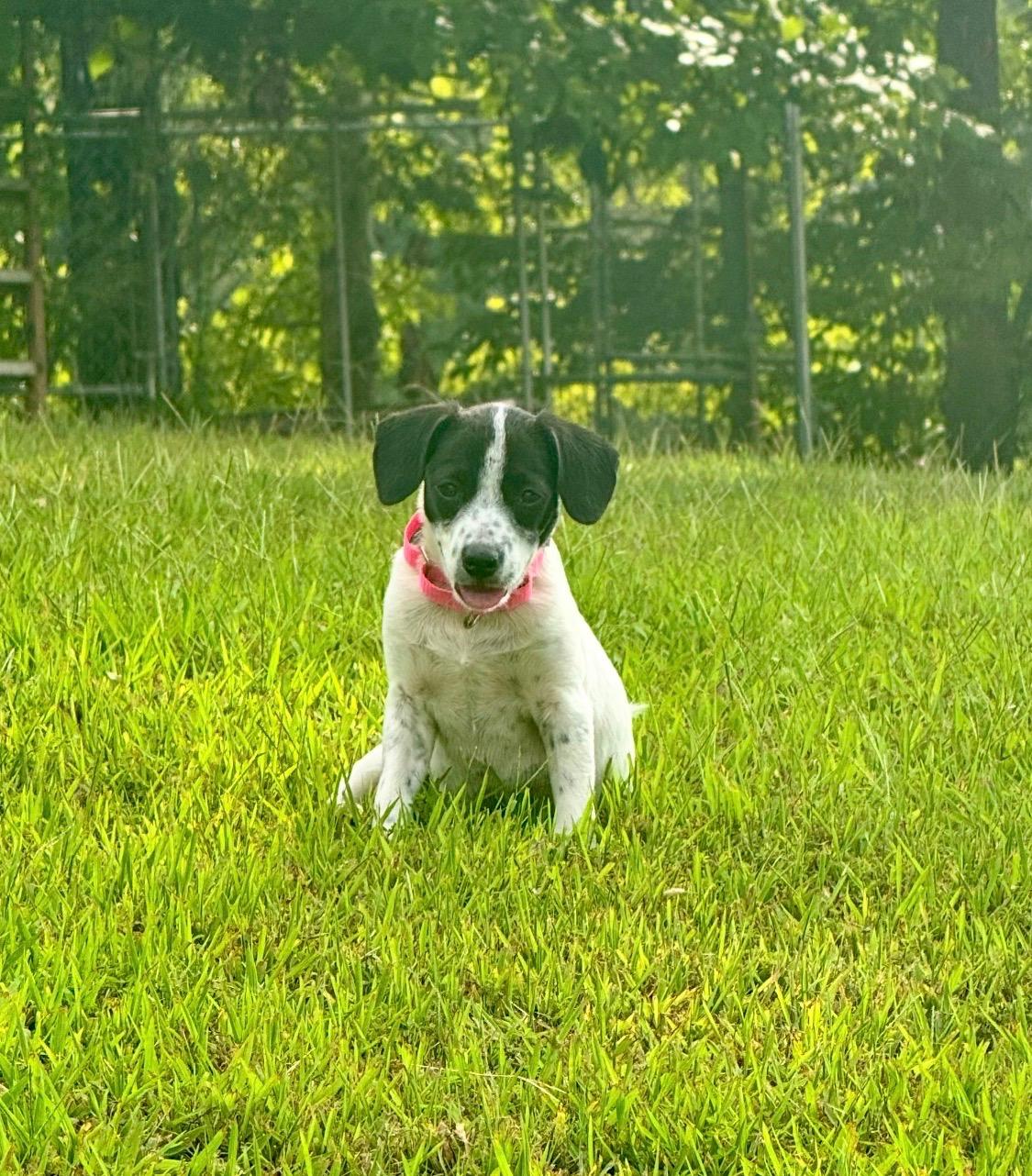 Tessa, Adoptable, Puppy Female English Pointer & English Springer Spaniel.