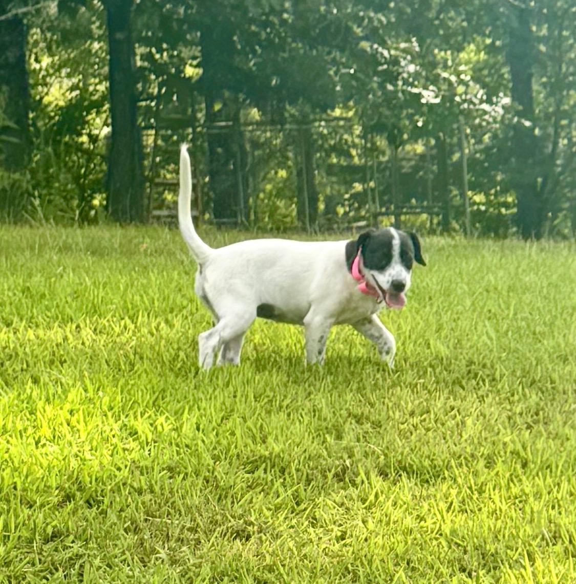 Enlarge Tessa, a Adoptable mixed breed in Arlington , VA image 3/3