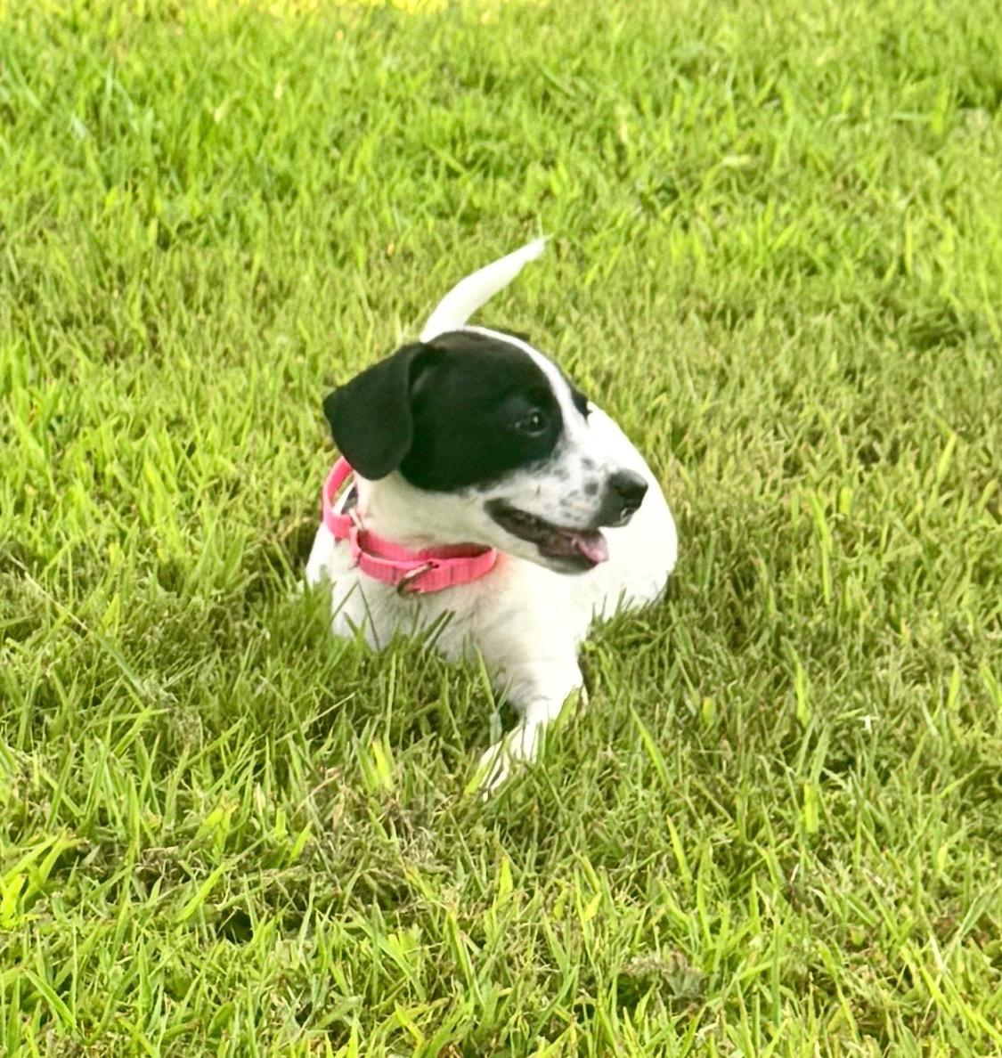 Enlarge Tessa, a Adoptable mixed breed in Arlington , VA image 2/3