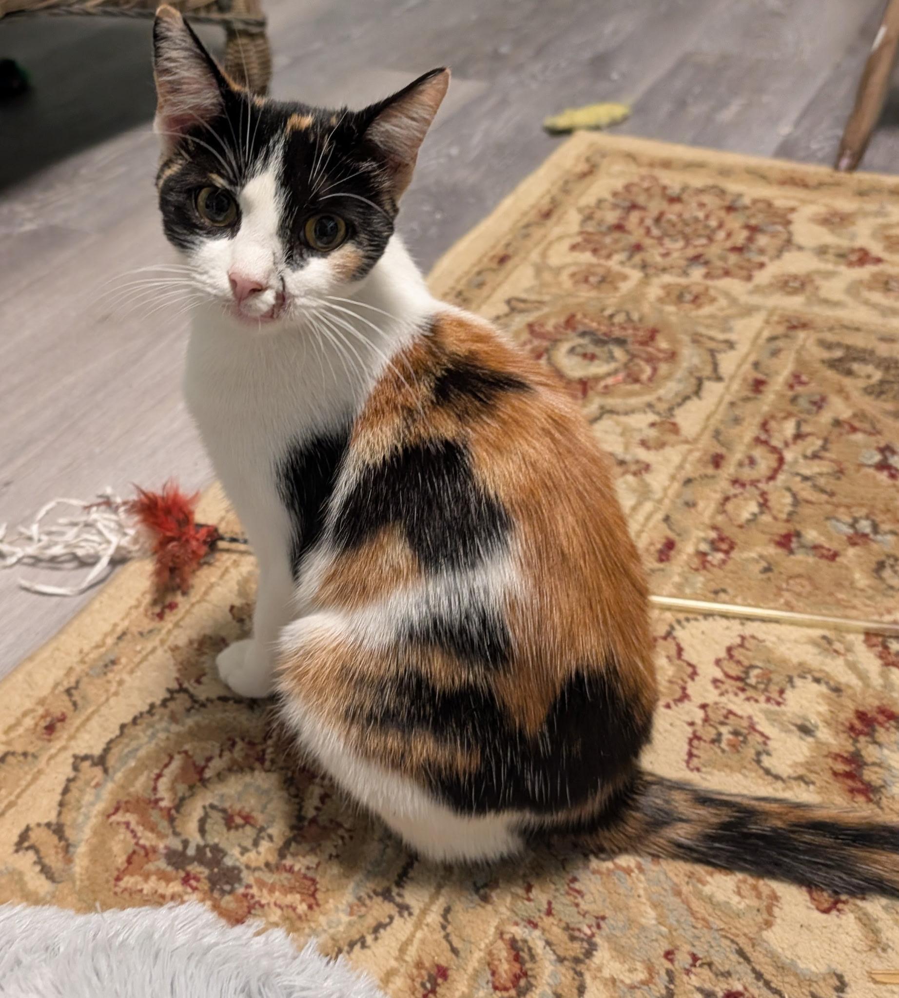 Boudica, Adoptable, Young Female Calico.