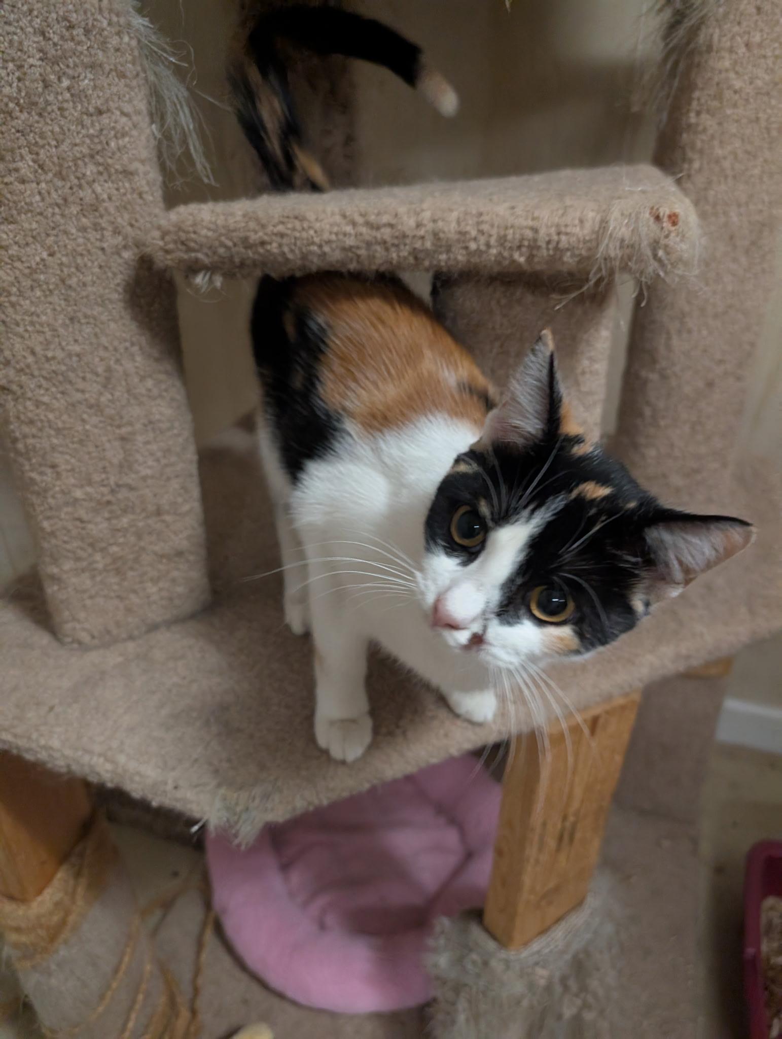 Boudica, a Adoptable Calico in Cedars, PA image 4/5