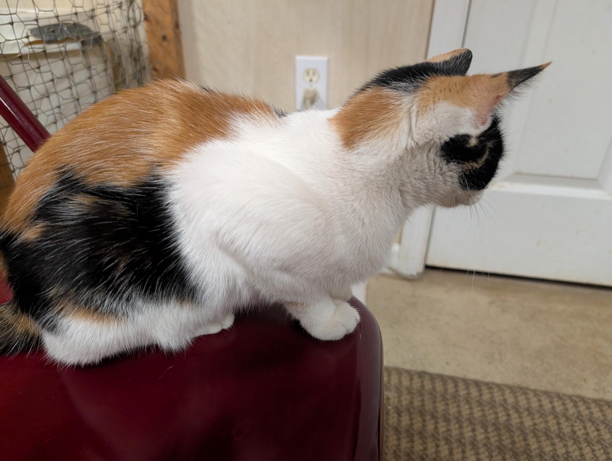 Boudica, a Adoptable Calico in Cedars, PA image 5/5