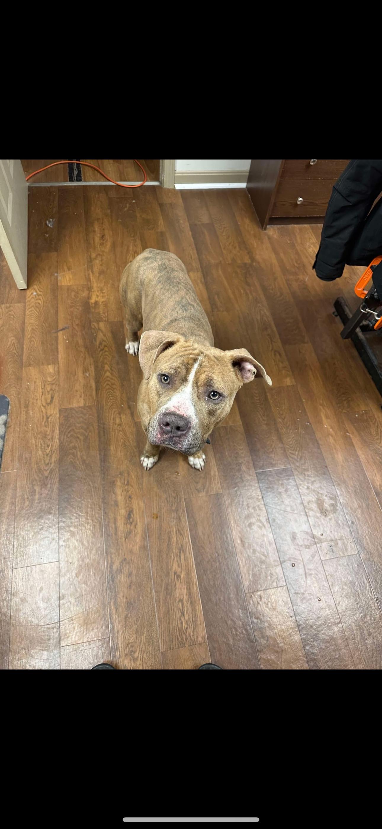 Manny, Adoptable, Adult Male Pit Bull Terrier.