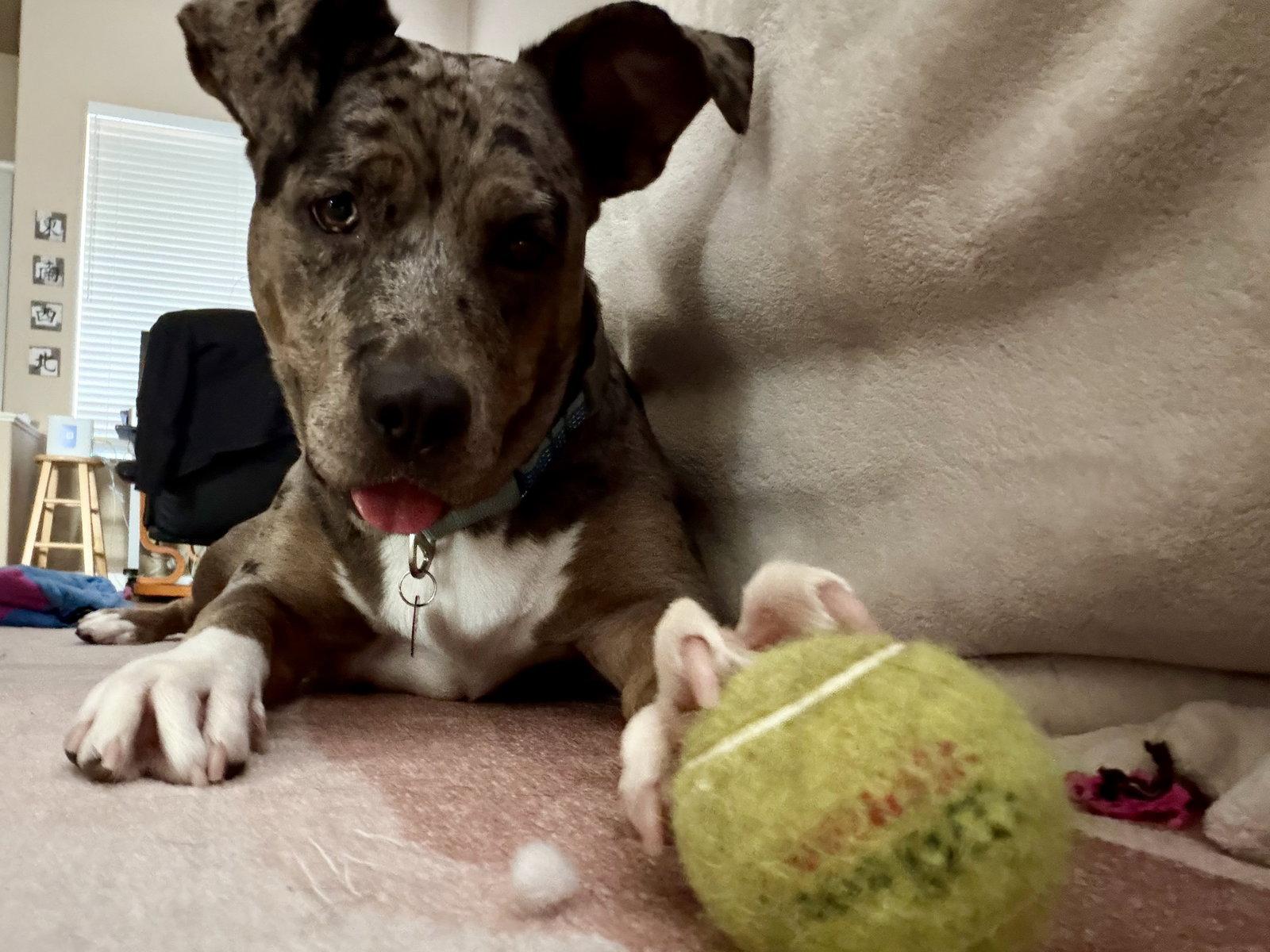 Luna, Adoptable, Adult Female Catahoula Leopard Dog.