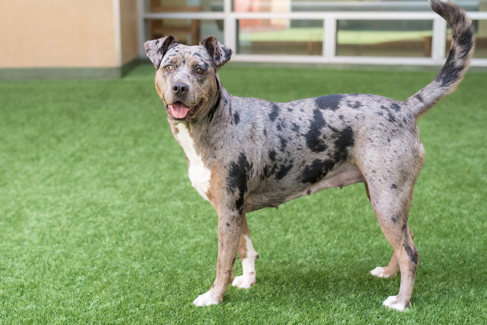 Luna, a Adoptable Catahoula Leopard Dog in Burlingame, CA image 1/3
