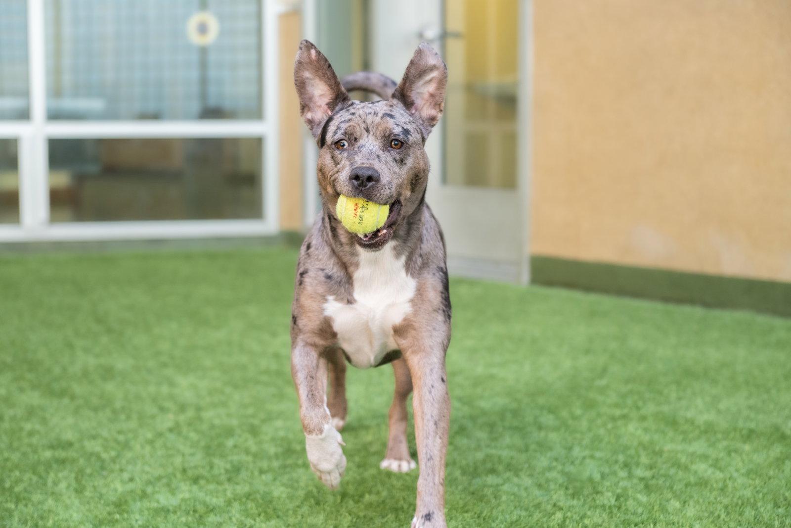 Luna, Adoptable, Adult Female Catahoula Leopard Dog.