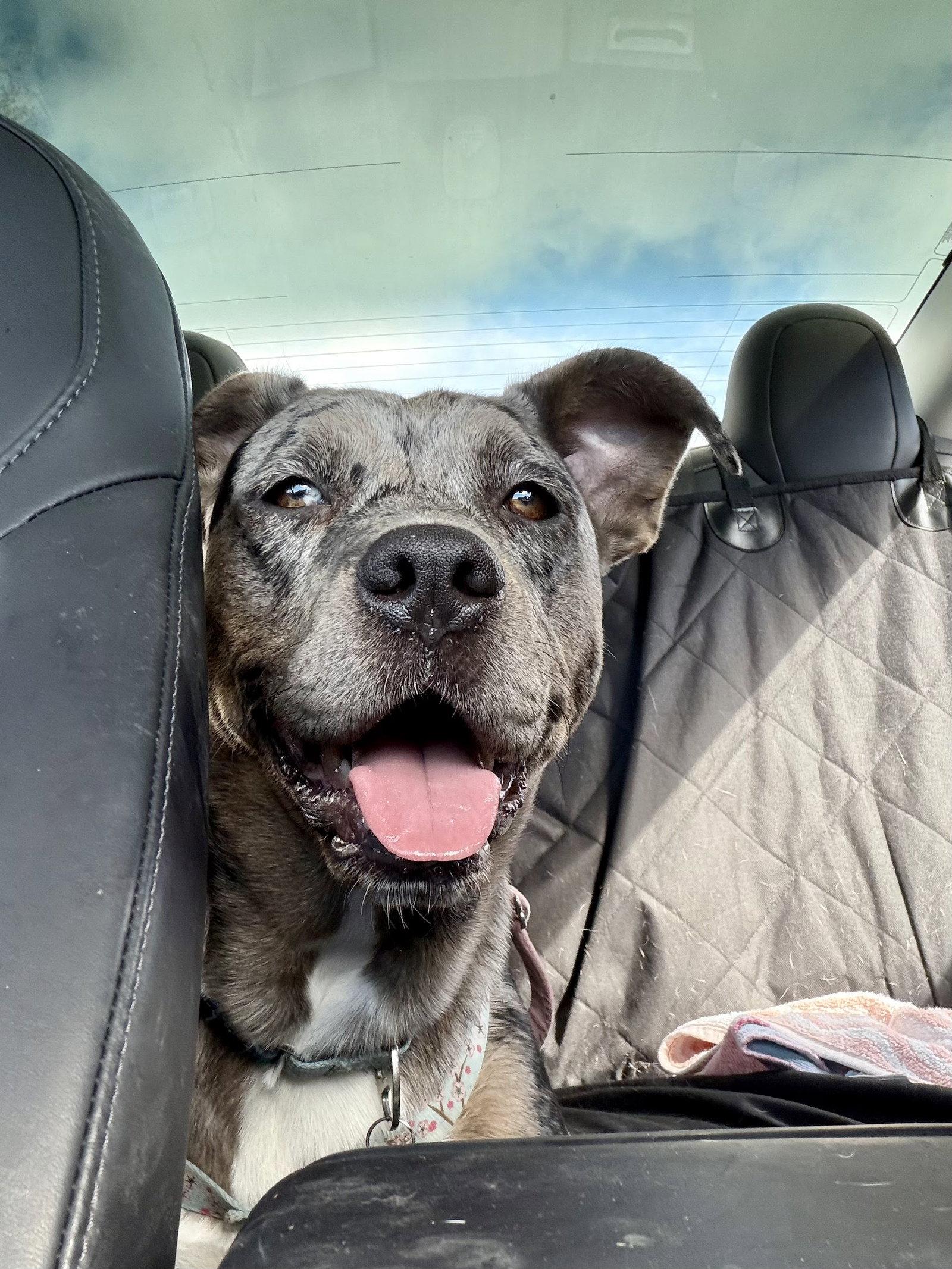 Enlarge Luna, a Adoptable Catahoula Leopard Dog in Burlingame, CA image 2/3