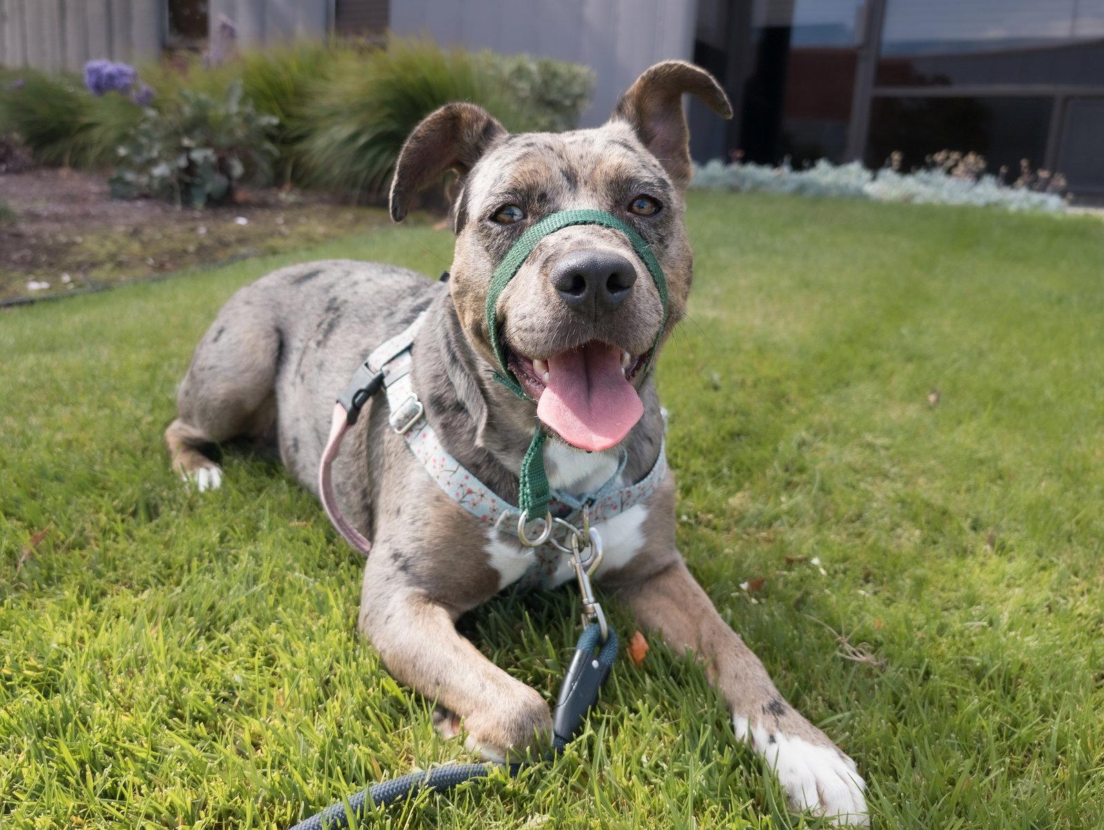 Enlarge Luna, a Adoptable Catahoula Leopard Dog in Burlingame, CA image 2/3