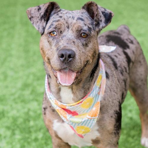 Enlarge Luna, a Adoptable Catahoula Leopard Dog in Burlingame, CA image 3/3