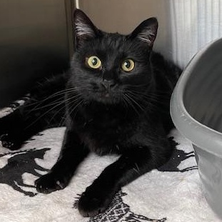 Cora, ADOPTABLE, Adult Female American Shorthair.