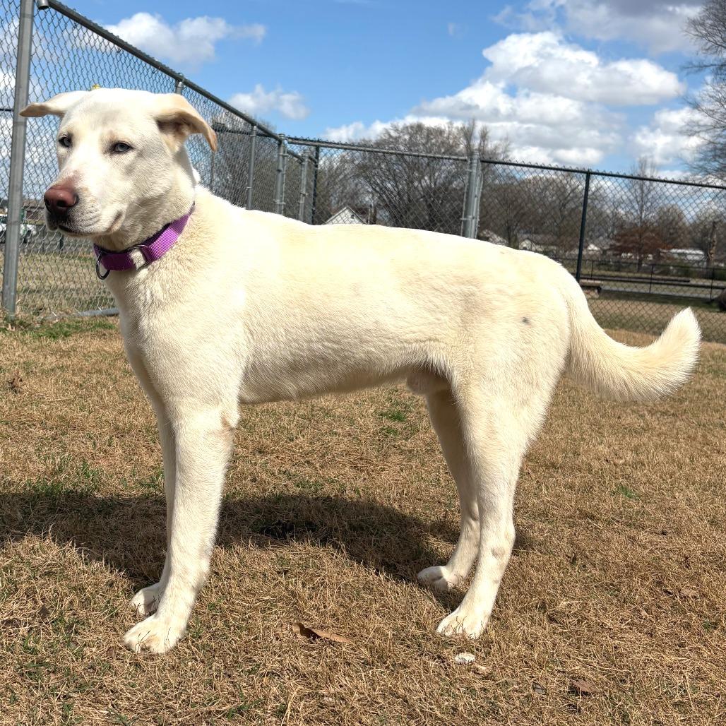 Enlarge Denali, a Adoptable mixed breed in Cabot, AR image 1/2