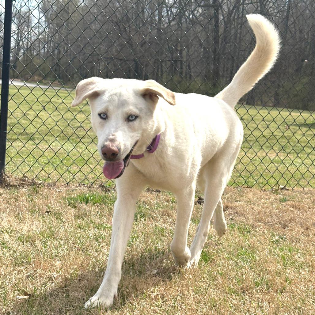Enlarge Denali, a Adoptable mixed breed in Cabot, AR image 2/2