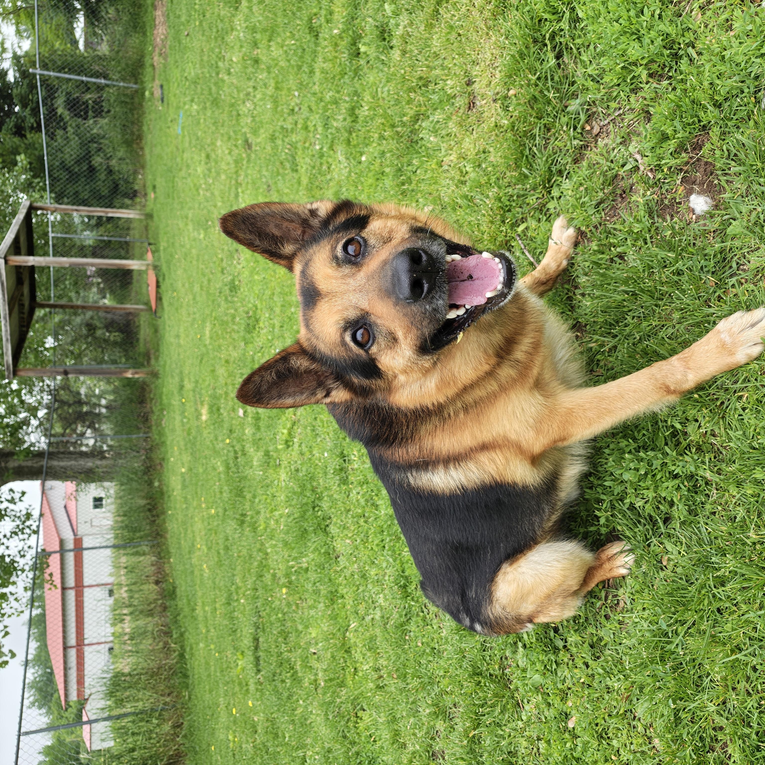 Lincoln, a Adoptable mixed breed in Oconto, WI image 2/2