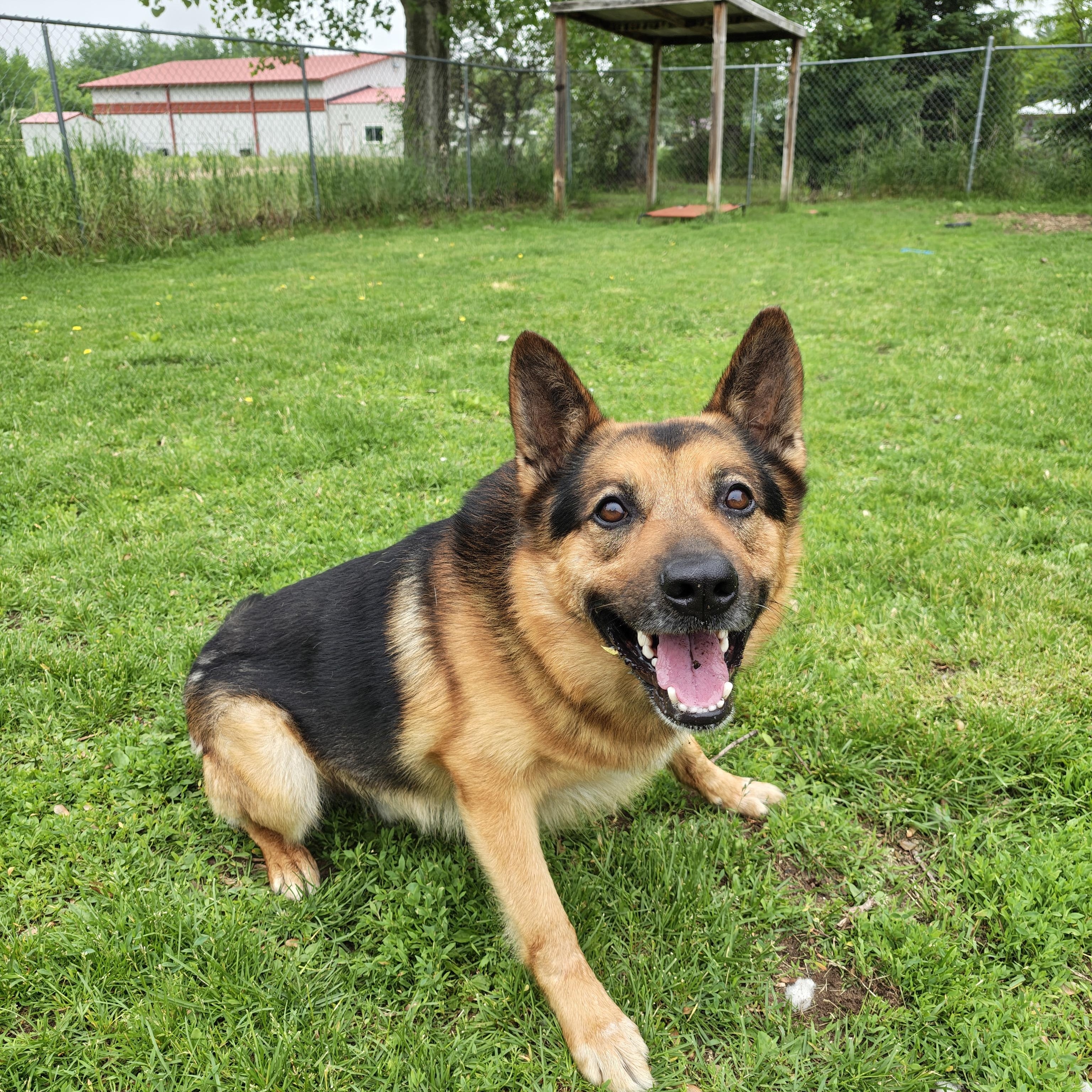 Enlarge Lincoln, a Adoptable mixed breed in Oconto, WI image 1/2