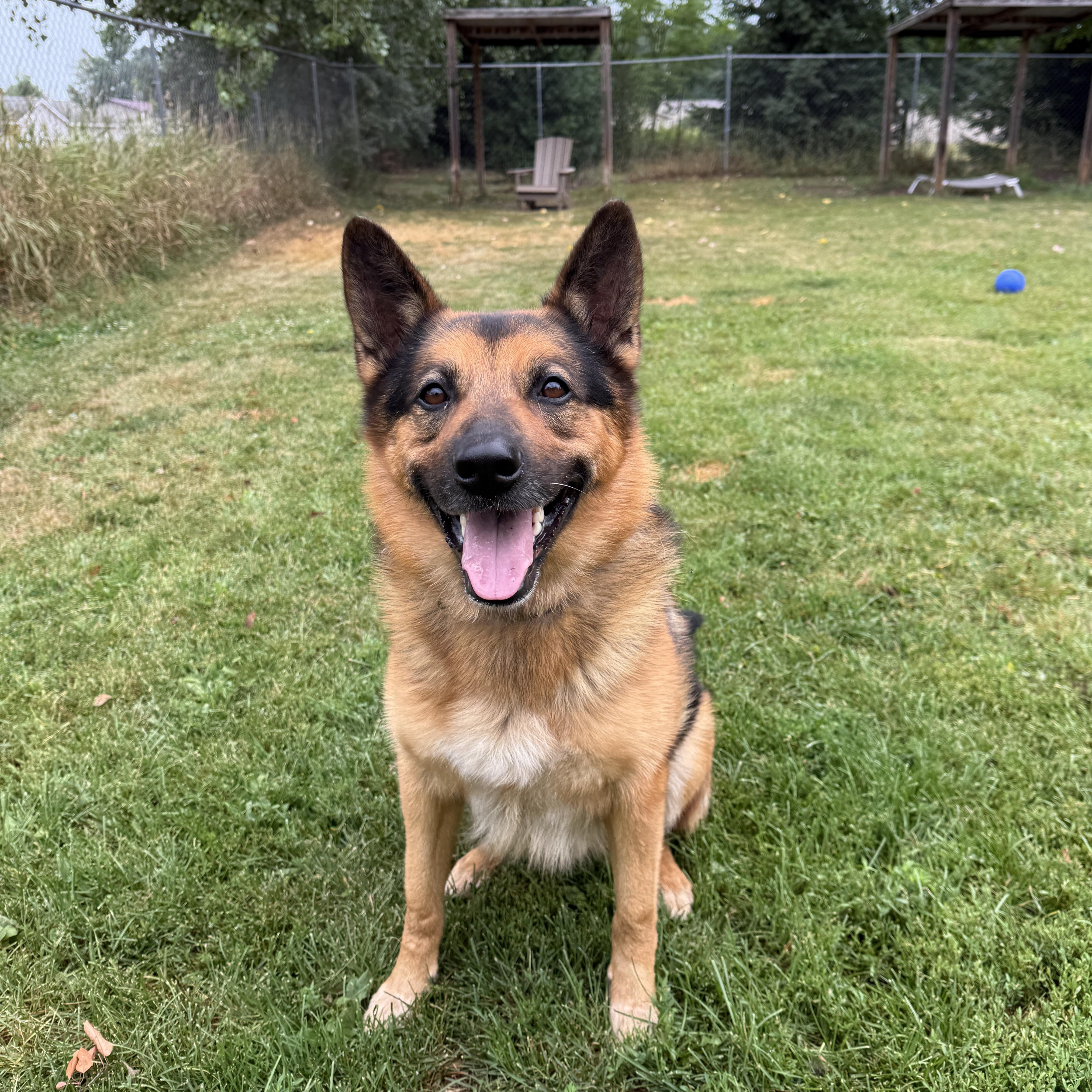 Enlarge Lincoln, a Adoptable mixed breed in Oconto, WI image 2/4