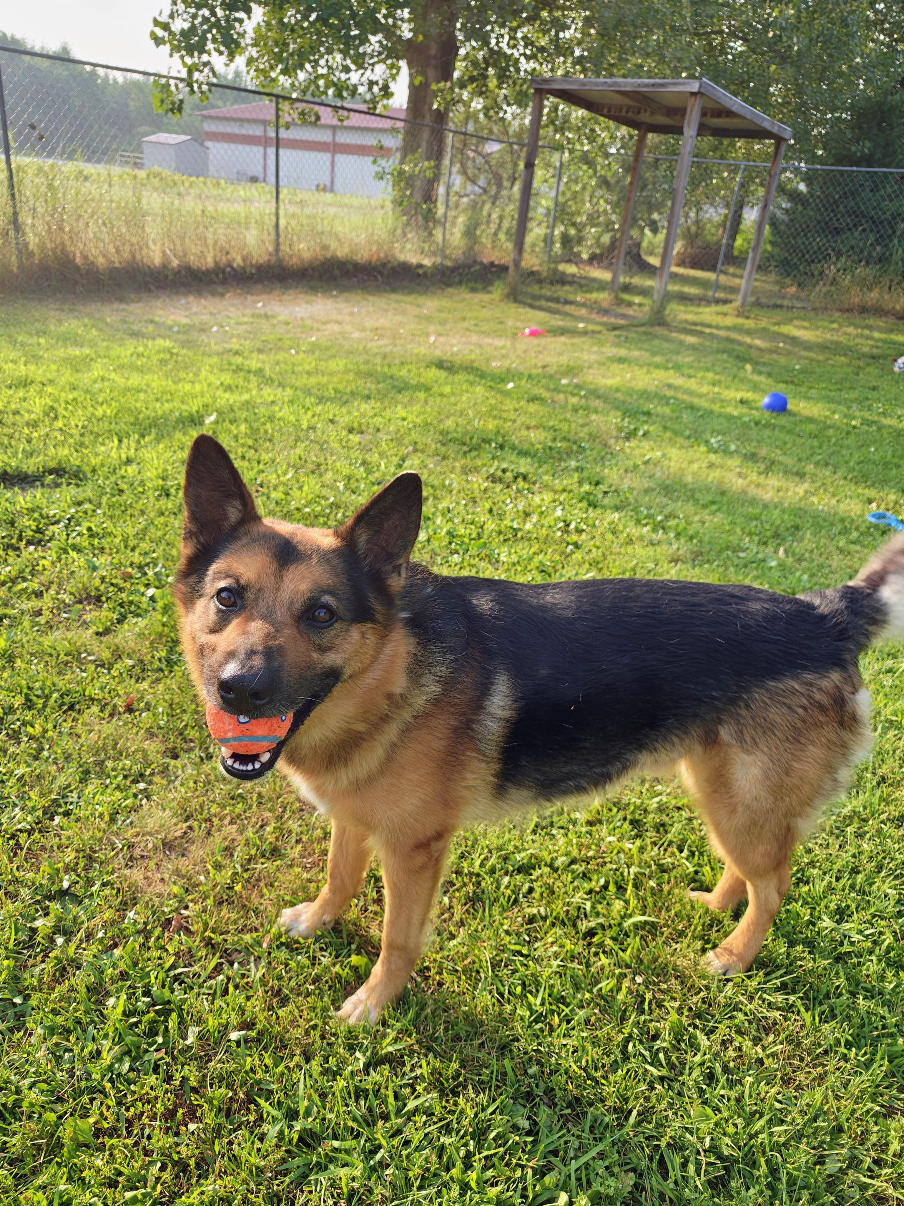 Lincoln, Adoptable, Adult Male German Shepherd Dog & Australian Cattle Dog / Blue Heeler.