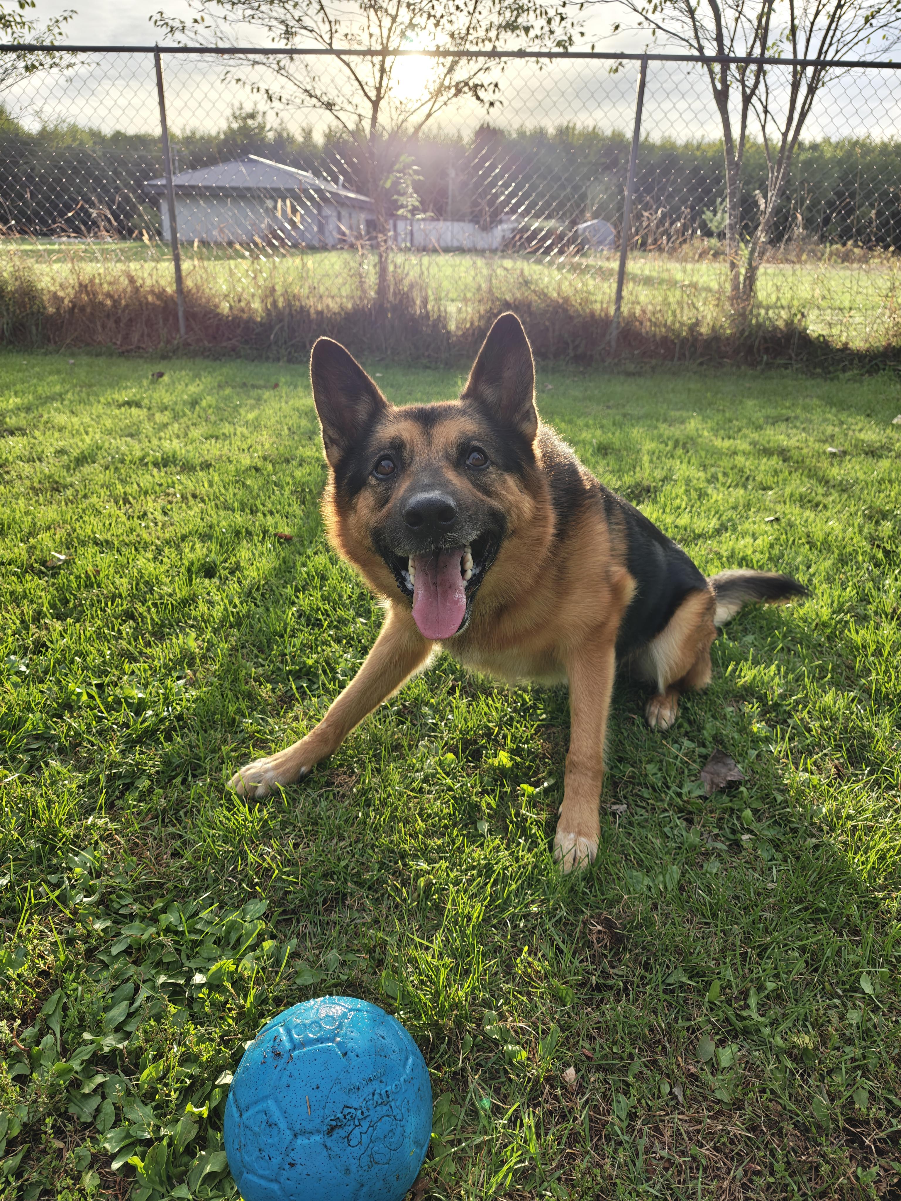 Enlarge Lincoln, a Adoptable mixed breed in Oconto, WI image 4/5