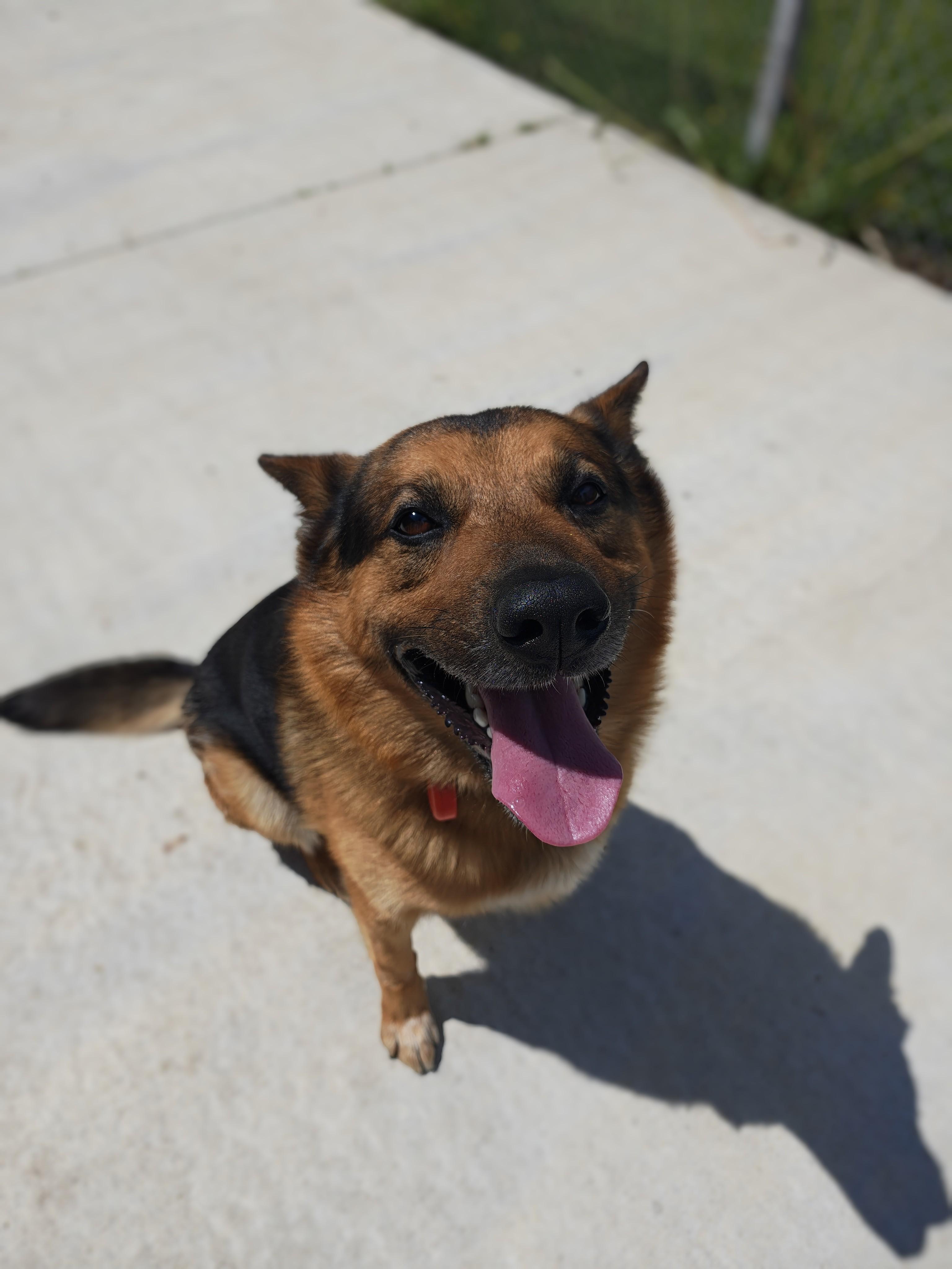 Lincoln, Adoptable, Adult Male German Shepherd Dog.