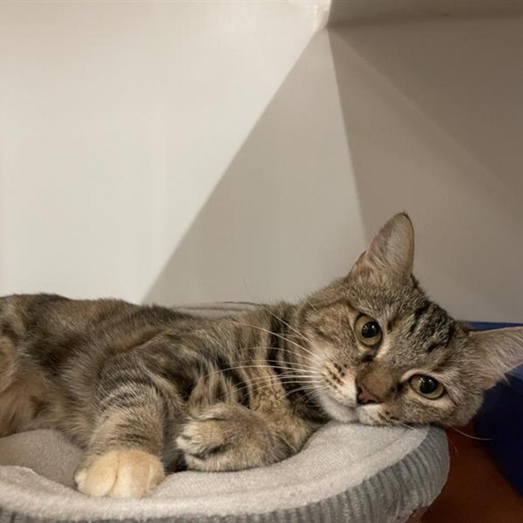 Alyx, Adoptable, Adult Female Domestic Short Hair.