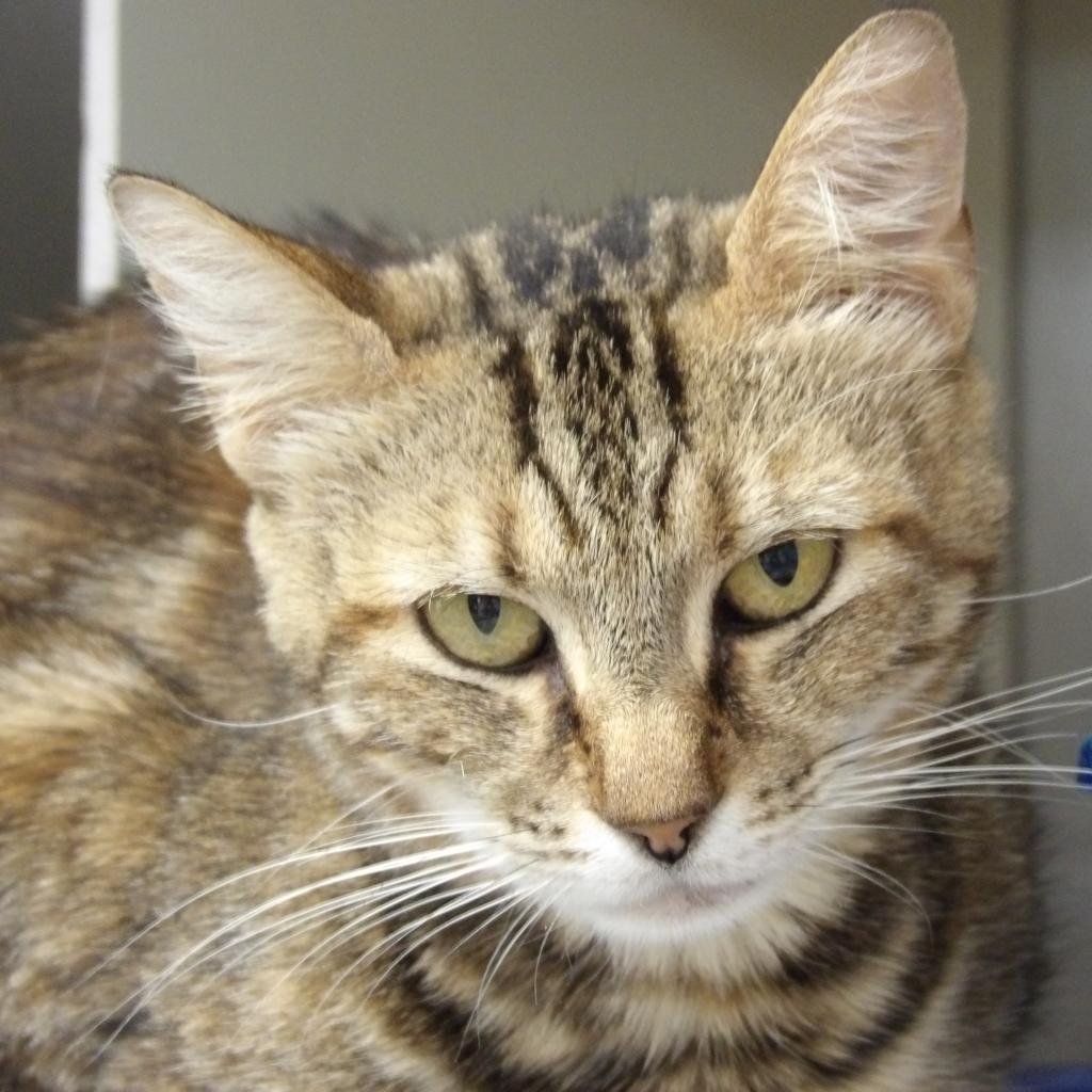 Enlarge Alyx, a Adoptable Domestic Short Hair in New York, NY image 6/6