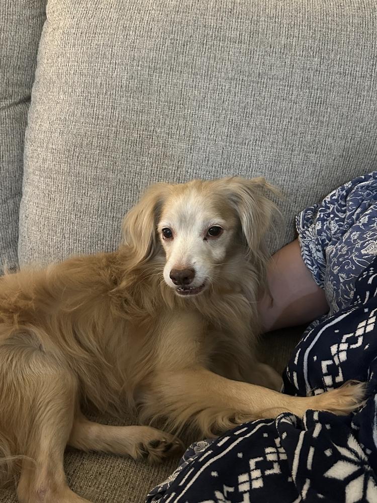 Stellar, a Adoptable mixed breed in Jamestown, CA image 1/5