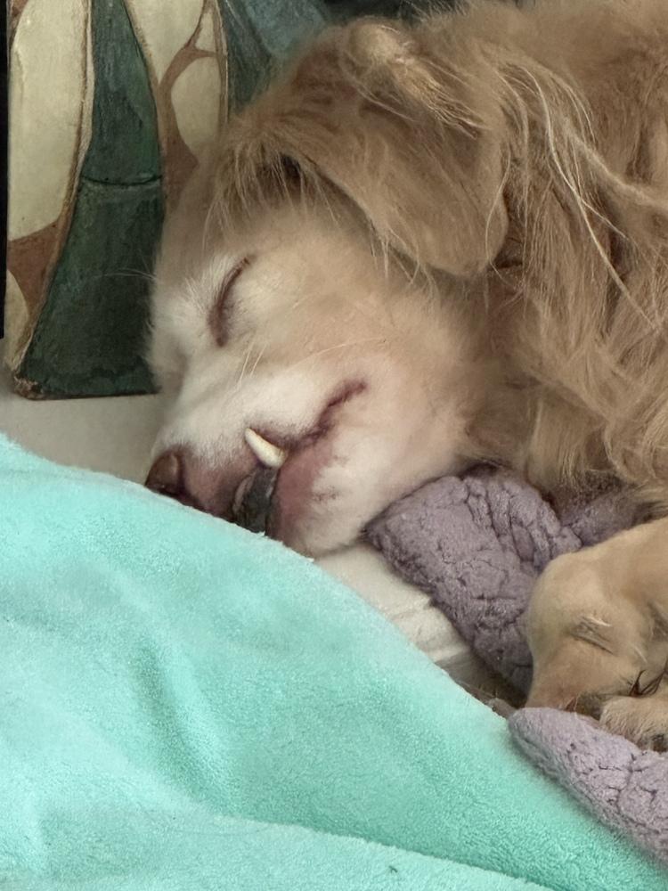 Stellar, a Adoptable mixed breed in Jamestown, CA image 2/5